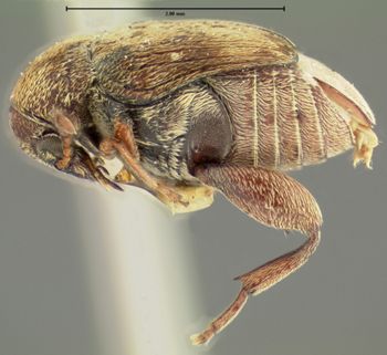 Media type: image;   Entomology 8205 Aspect: habitus lateral view